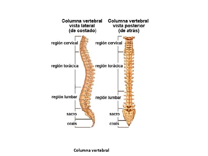 Columna vertebral Columna vertebral