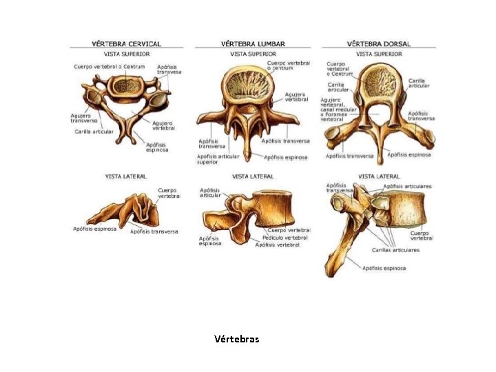 Vértebras Vértebras