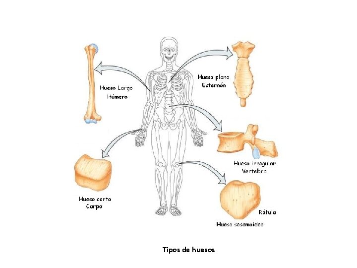 Tipos de huesos Tipos de huesos
