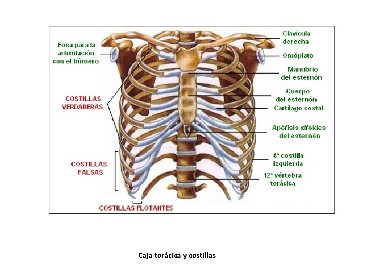 Caja torácica y costillas Caja torácica y costillas