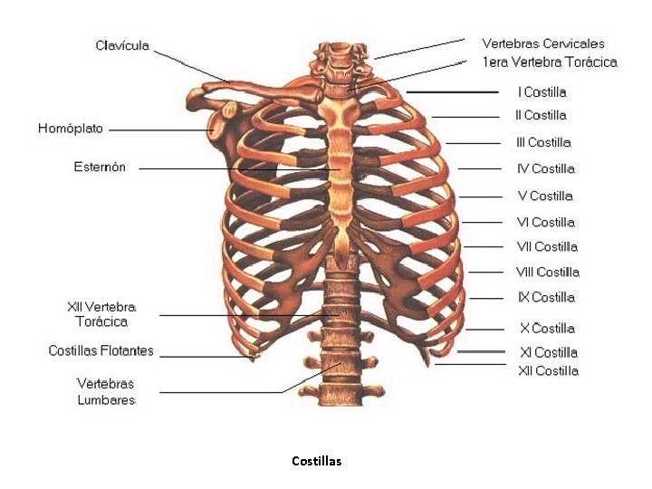 Costillas Costillas