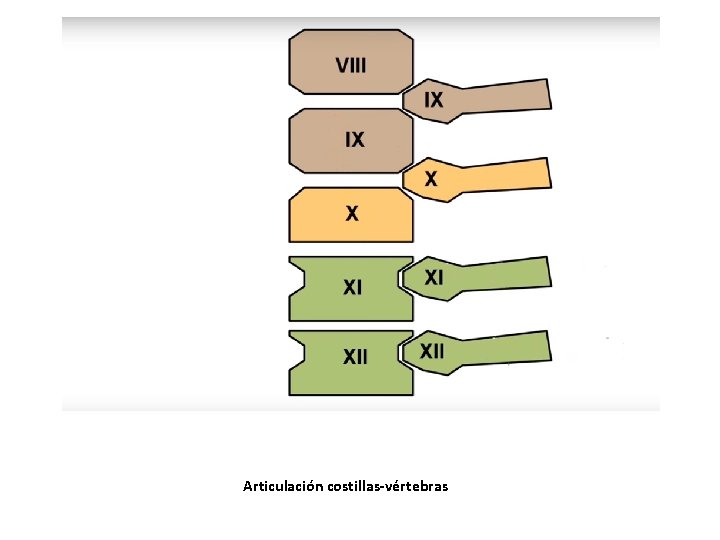 Articulación costillas-vértebras Articulación costillas-vértebras