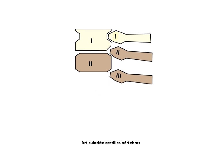 Articulación costillas-vértebras Articulación costillas-vértebras