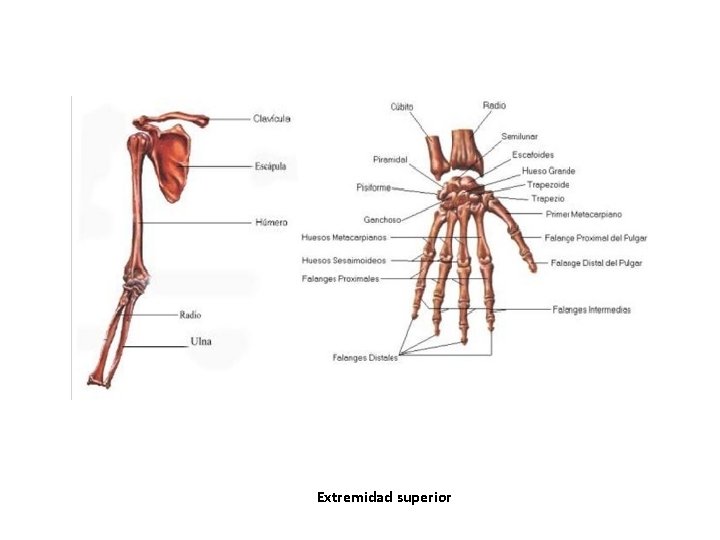 Extremidad superior Extremidad superior