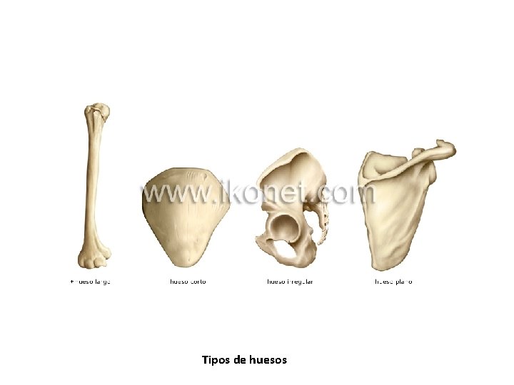 Tipos de huesos Tipos de huesos