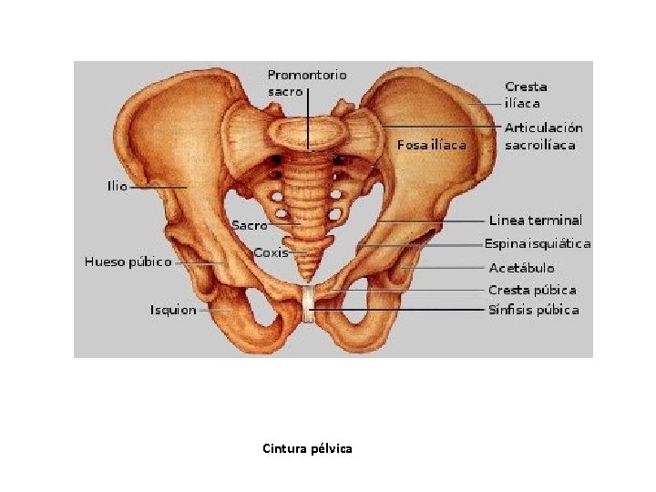 Cintura pélvica Cintura pélvica
