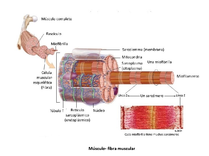 Músculo- fibra muscular Músculo- fibra muscular