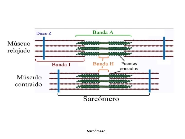 Sarcómero Sarcómero