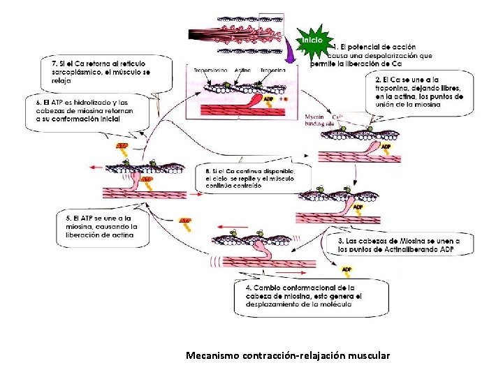 Mecanismo contracción-relajación muscular Mecanismo contracción-relajación muscular