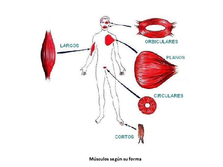 Músculos según su forma Músculos según su forma