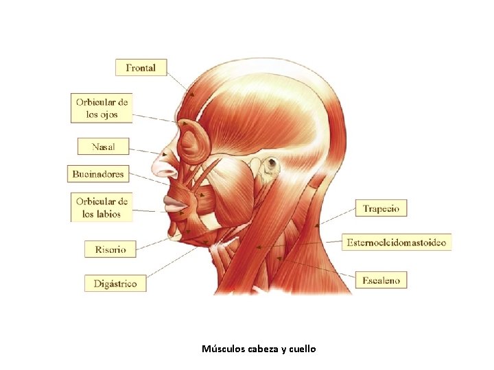 Músculos cabeza y cuello Músculos cabeza y cuello