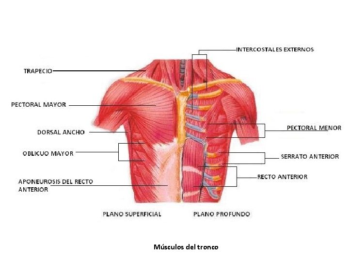 Músculos del tronco Músculos del tronco