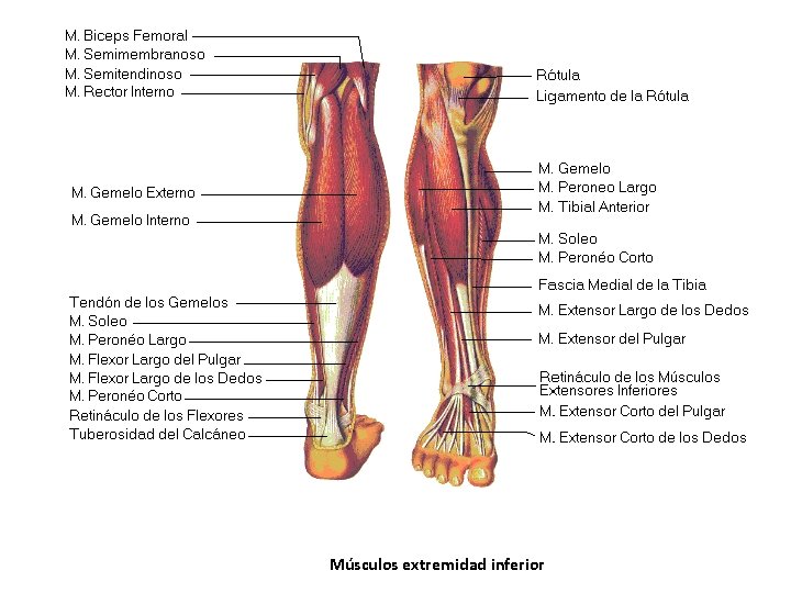 Músculos extremidad inferior Músculos extremidad inferior