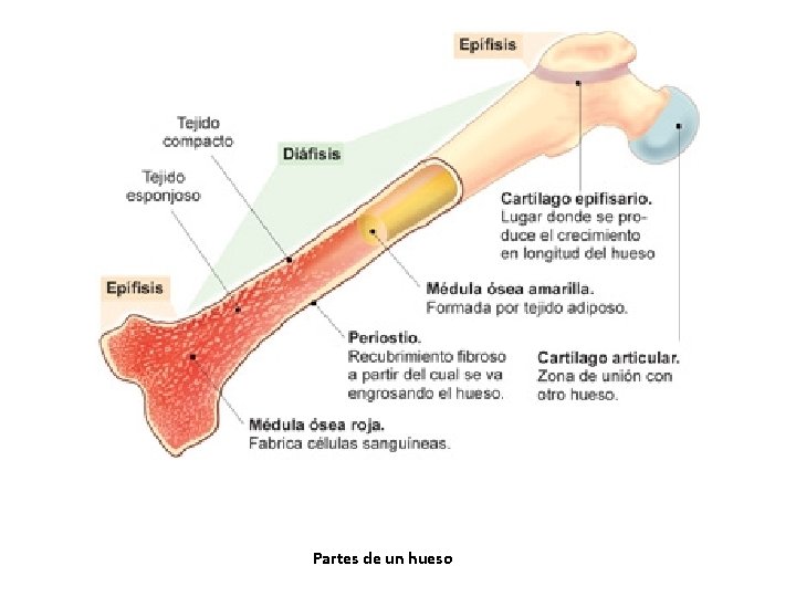 Partes de un hueso Partes de un hueso