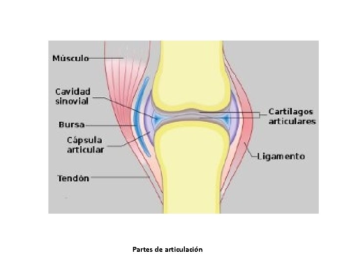Partes de articulación Partes de articulación