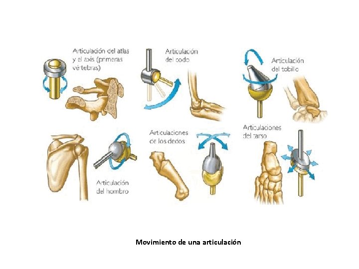 Movimiento de una articulación Movimiento de una articulación