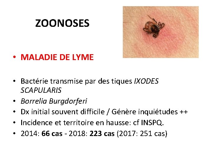 ZOONOSES • MALADIE DE LYME • Bactérie transmise par des tiques IXODES SCAPULARIS •