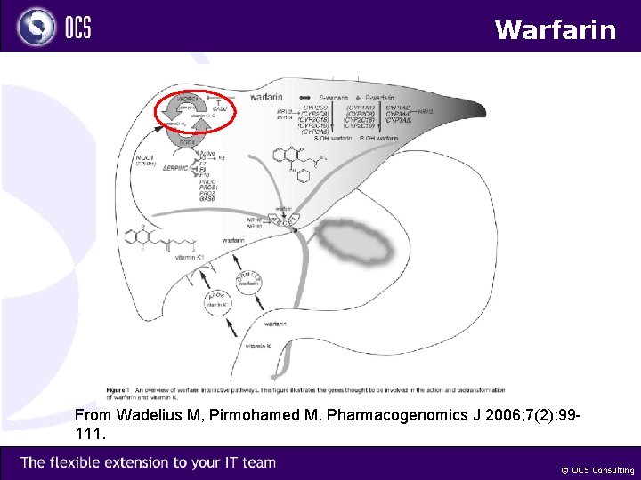 Warfarin From Wadelius M, Pirmohamed M. Pharmacogenomics J 2006; 7(2): 99111. © OCS Consulting