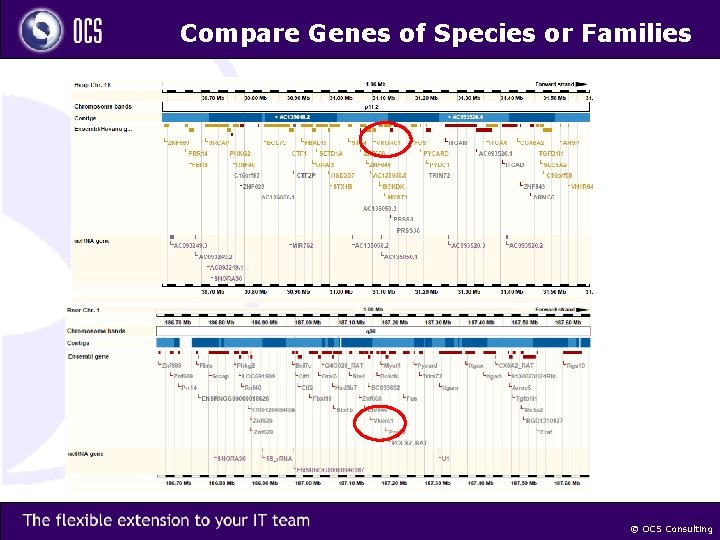 Compare Genes of Species or Families © OCS Consulting 