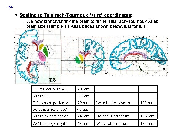 -74 - • Scaling to Talairach-Tournoux (+tlrc) coordinates: We now stretch/shrink the brain to