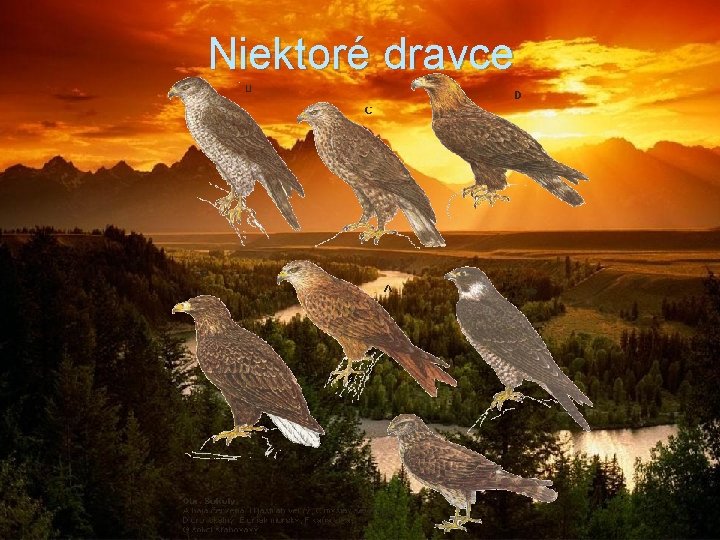 Niektoré dravce 