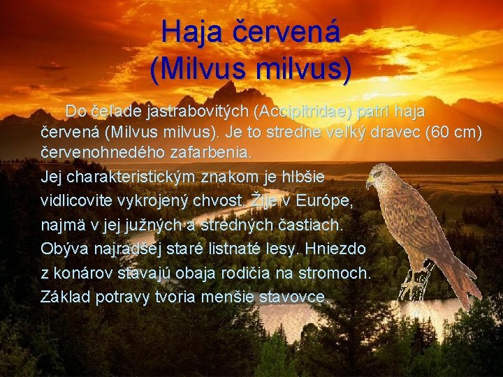 Haja červená (Milvus milvus) Do čeľade jastrabovitých (Accipitridae) patrí haja červená (Milvus milvus). Je