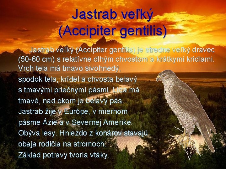 Jastrab veľký (Accipiter gentilis) Jastrab veľký (Accipiter gentilis) je stredne veľký dravec (50 -60