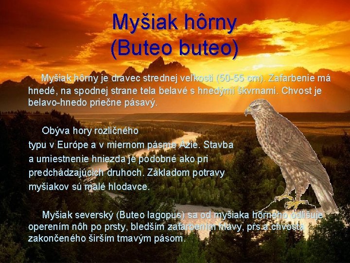 Myšiak hôrny (Buteo buteo) Myšiak hôrny je dravec strednej veľkosti (50 -55 cm). Zafarbenie