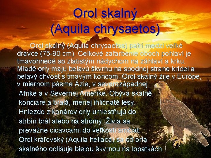 Orol skalný (Aquila chrysaetos) Orol skalný (Aquila chrysaetos) patrí medzi veľké dravce (75 -90