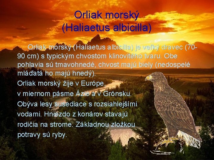 Orliak morský (Haliaetus albicilla) je veľký dravec (7090 cm) s typickým chvostom klinovitého tvaru.