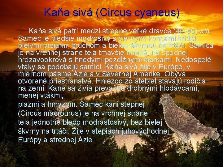 Kaňa sivá (Circus cyaneus) Kaňa sivá patrí medzi stredne veľké dravce (45 -50) cm.