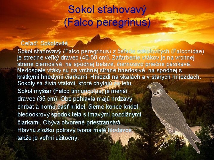 Sokol sťahovavý (Falco peregrinus) Čeľaď: Sokolovité Sokol sťahovavý (Falco peregrinus) z čeľade sokolovitých (Falconidae)