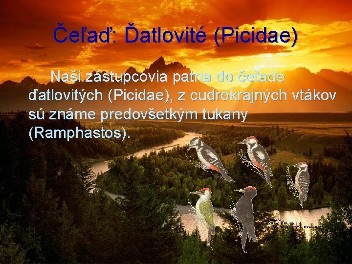 Čeľaď: Ďatlovité (Picidae) Naši zástupcovia patria do čeľade ďatlovitých (Picidae), z cudrokrajných vtákov sú