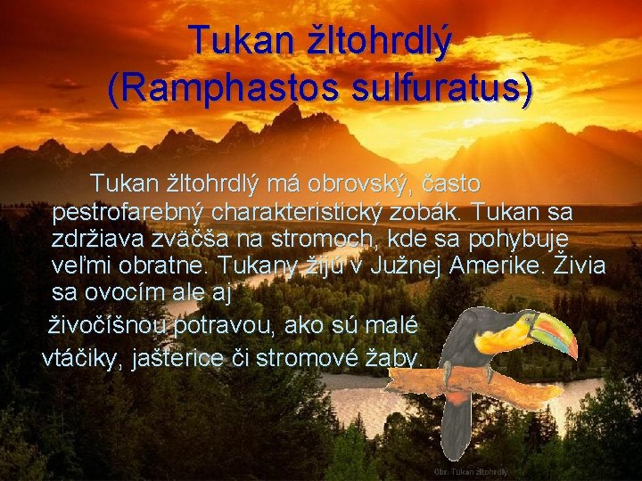 Tukan žltohrdlý (Ramphastos sulfuratus) Tukan žltohrdlý má obrovský, často pestrofarebný charakteristický zobák. Tukan sa