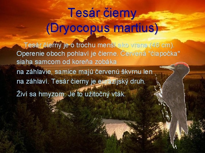 Tesár čierny (Dryocopus martius) Tesár čierny je o trochu menší ako vrana (46 cm).