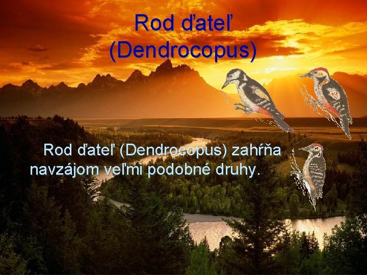 Rod ďateľ (Dendrocopus) Rod ďateľ (Dendrocopus) zahŕňa navzájom veľmi podobné druhy. 