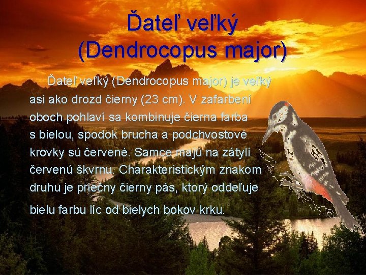 Ďateľ veľký (Dendrocopus major) Ďateľ veľký (Dendrocopus major) je veľký asi ako drozd čierny