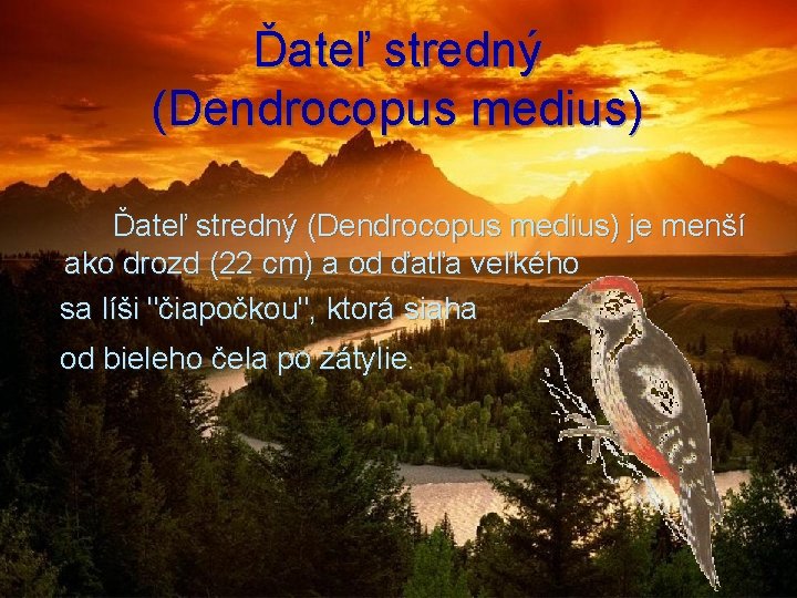 Ďateľ stredný (Dendrocopus medius) Ďateľ stredný (Dendrocopus medius) je menší ako drozd (22 cm)