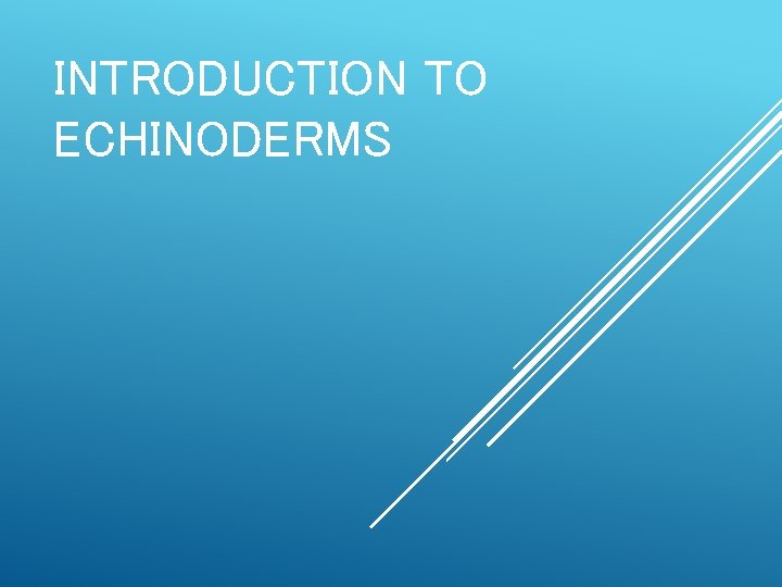 INTRODUCTION TO ECHINODERMS 