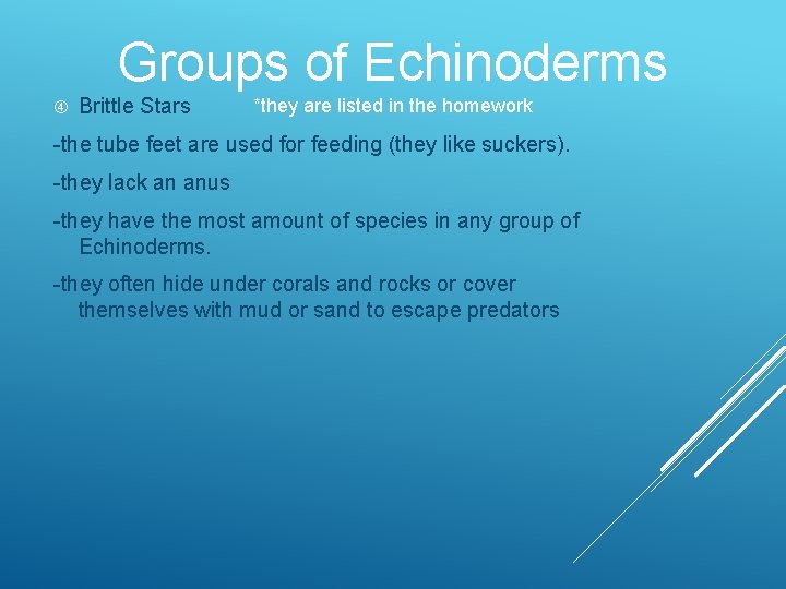 Groups of Echinoderms Brittle Stars *they are listed in the homework -the tube feet