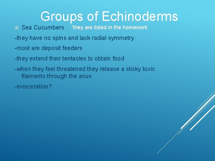 Groups of Echinoderms Sea Cucumbers *they are listed in the homework -they have no