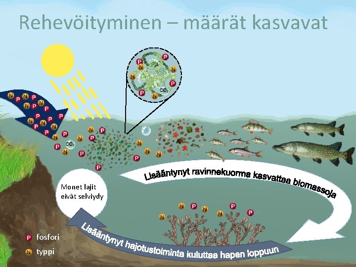 Rehevöityminen – määrät kasvavat Monet lajit eivät selviydy fosfori typpi 