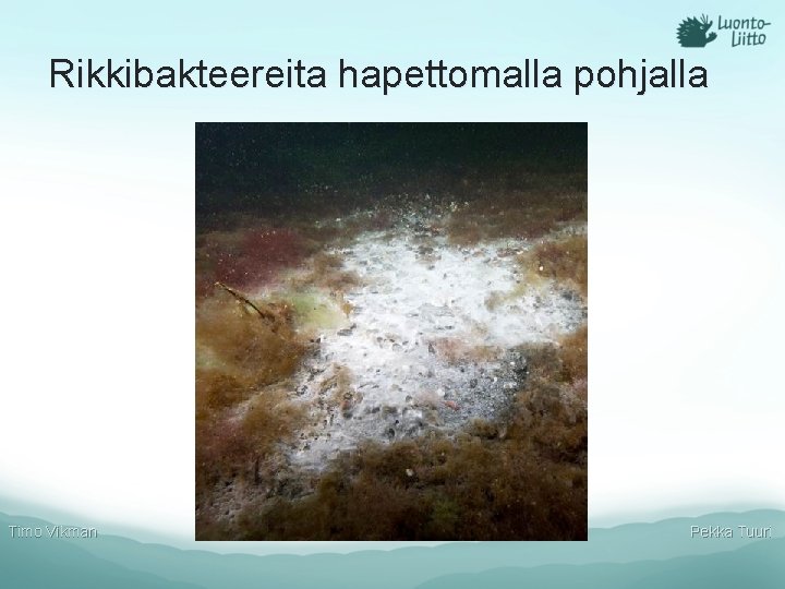 Rikkibakteereita hapettomalla pohjalla Timo Vikman Pekka Tuuri 