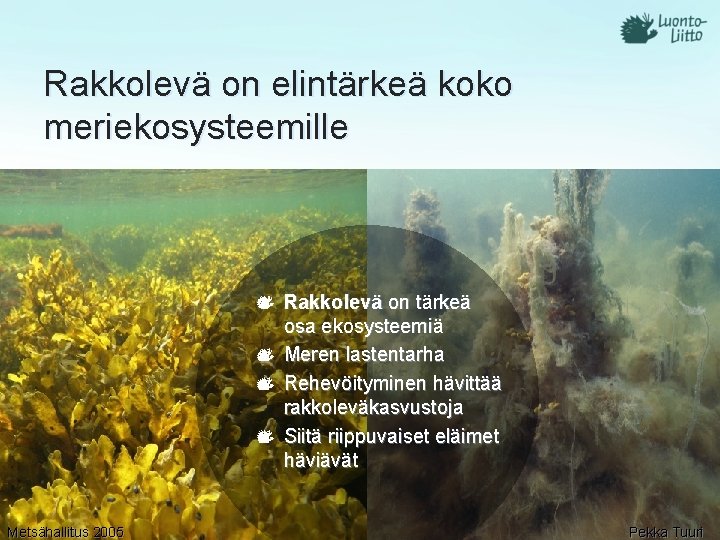 Rakkolevä on elintärkeä koko meriekosysteemille Rakkolevä on tärkeä osa ekosysteemiä Meren lastentarha Rehevöityminen hävittää