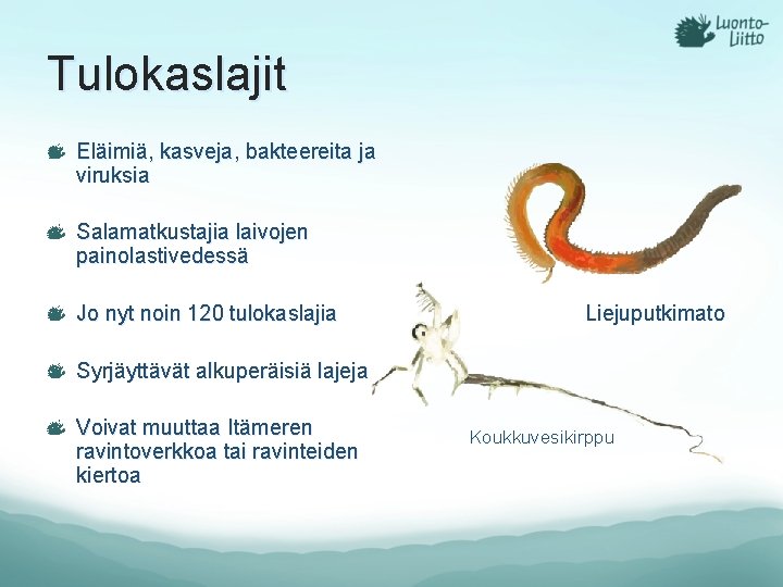 Tulokaslajit Eläimiä, kasveja, bakteereita ja viruksia Salamatkustajia laivojen painolastivedessä Jo nyt noin 120 tulokaslajia