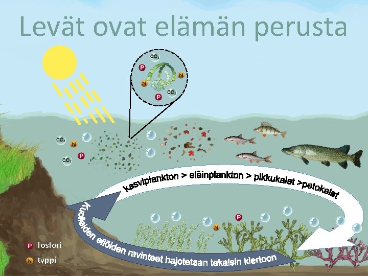 Levät ovat elämän perusta fosfori typpi 