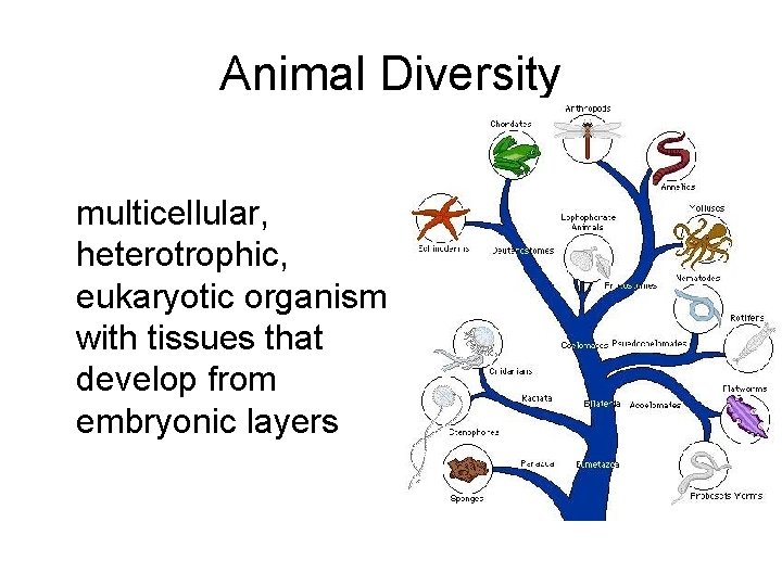 Animal Diversity multicellular, heterotrophic, eukaryotic organism with tissues that develop from embryonic layers 