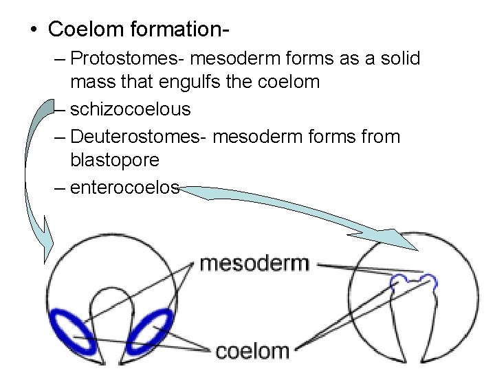  • Coelom formation– Protostomes- mesoderm forms as a solid mass that engulfs the