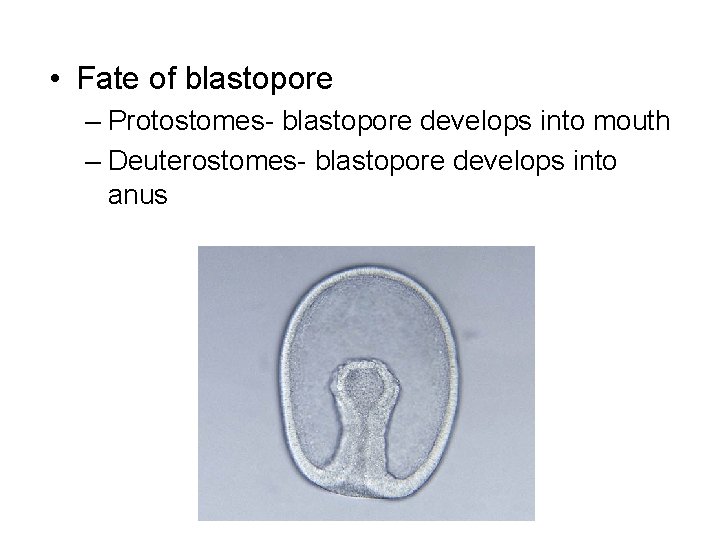  • Fate of blastopore – Protostomes- blastopore develops into mouth – Deuterostomes- blastopore