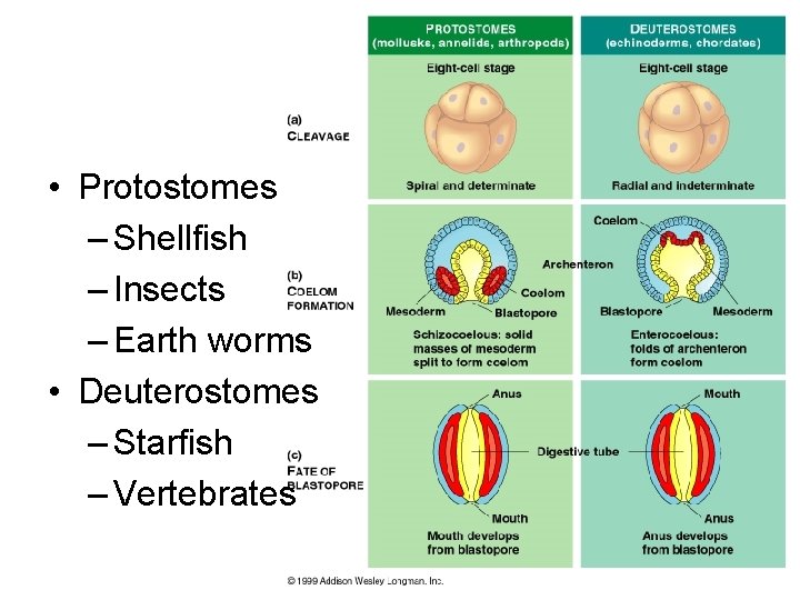  • Protostomes – Shellfish – Insects – Earth worms • Deuterostomes – Starfish